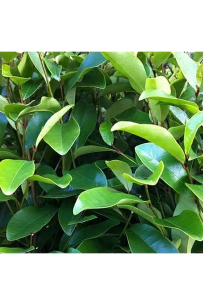 Магнолія Вайт Кавіар листя